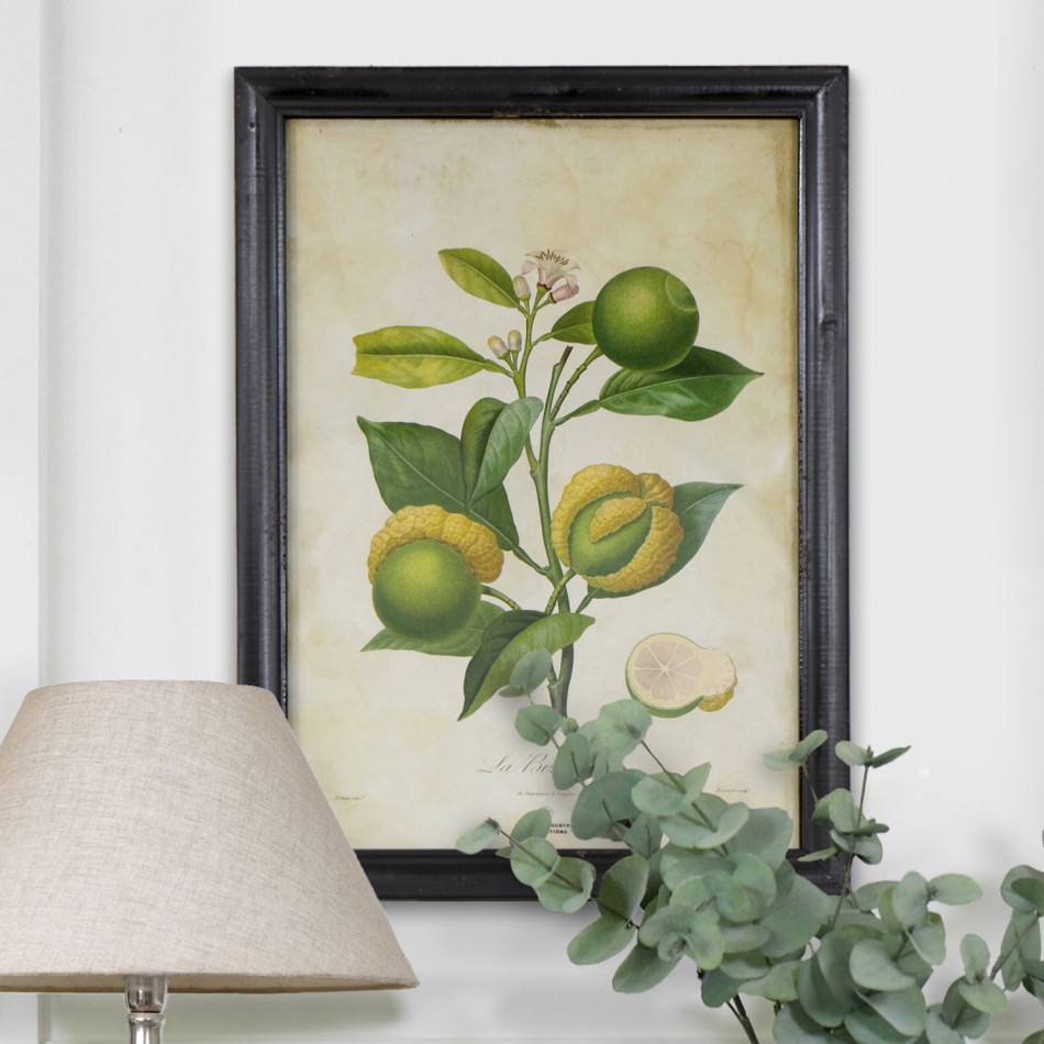 La Bizarerie Limes Vintage Botanical Print, framed wall artwork