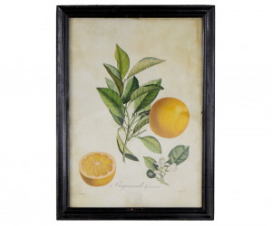 Coronet Seville Orange Vintage Botanical Print