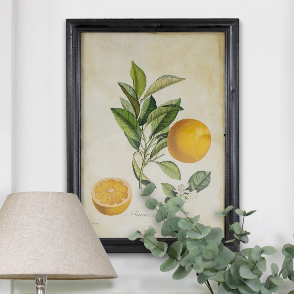 Coronet Seville Orange Vintage Botanical Print, framed wall artwork