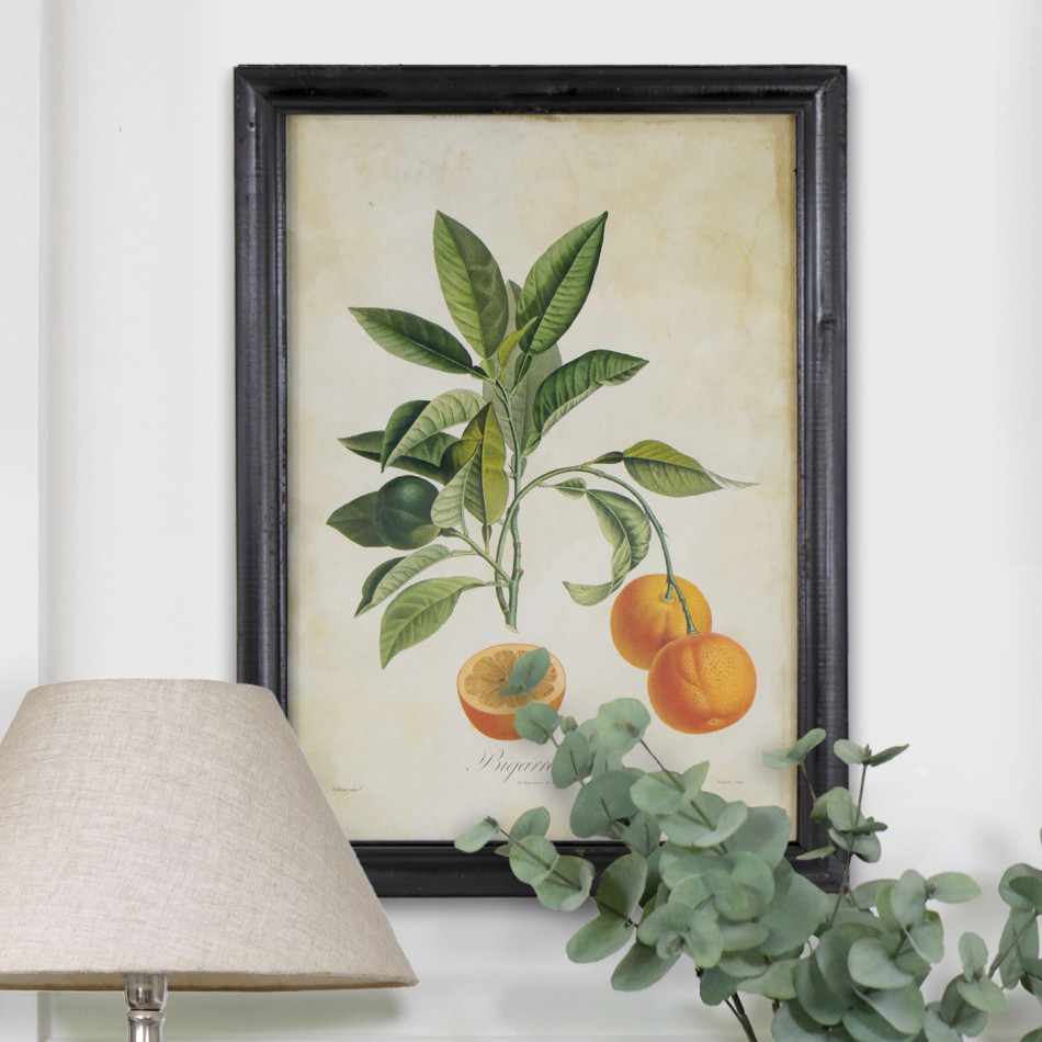 Sweet Seville Orange Vintage Botanical Print, framed wall artwork