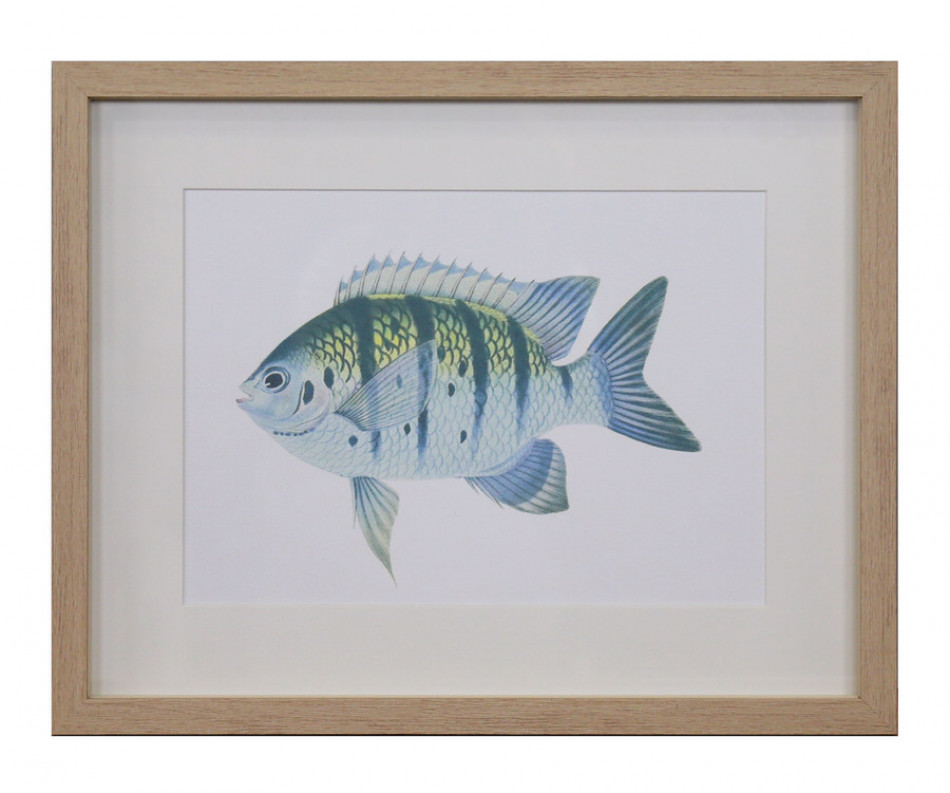 Coral Bay I Fish Wall Art Print