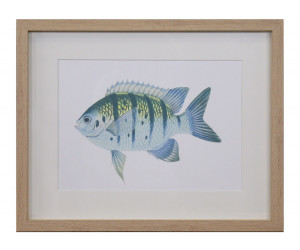 Coral Bay I Fish Wall Art Print