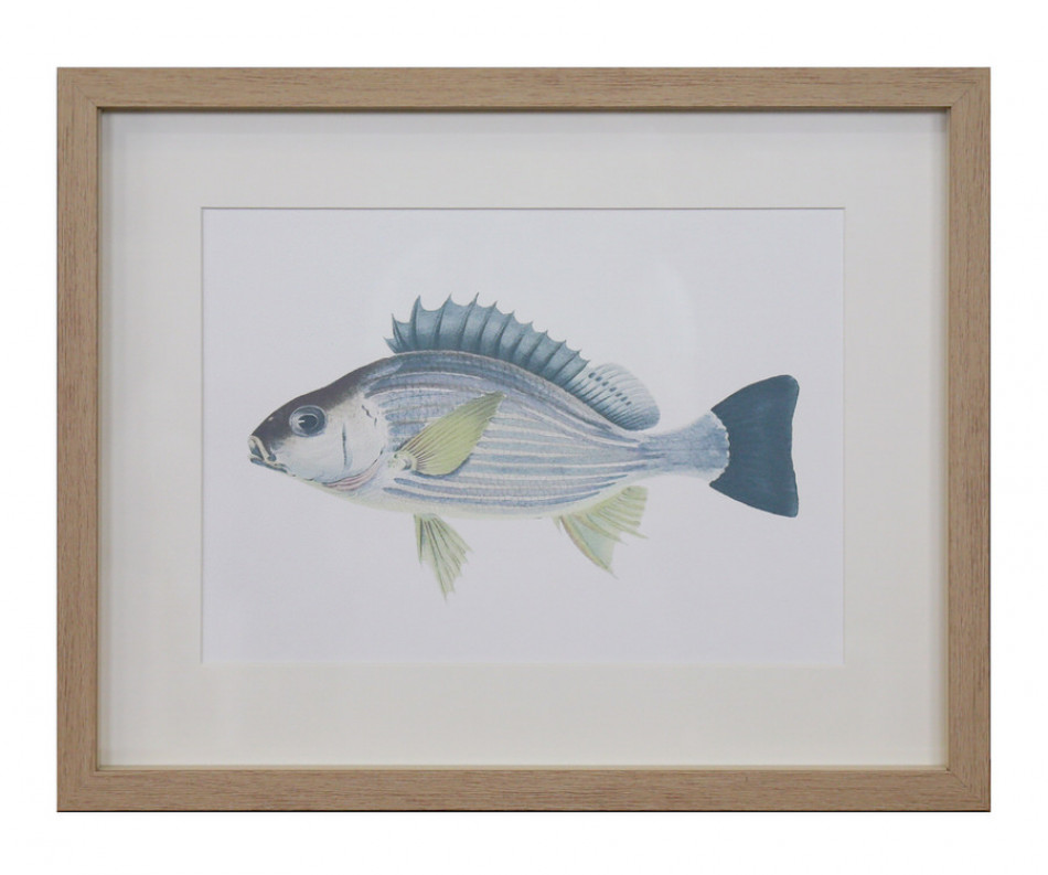 Coral Bay II Fish Wall Art Print