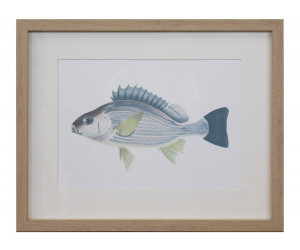 Coral Bay II Fish Wall Art Print