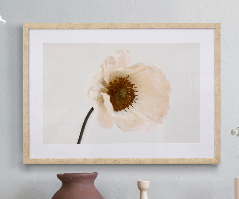 Blush Poppy Flower Framed Print
