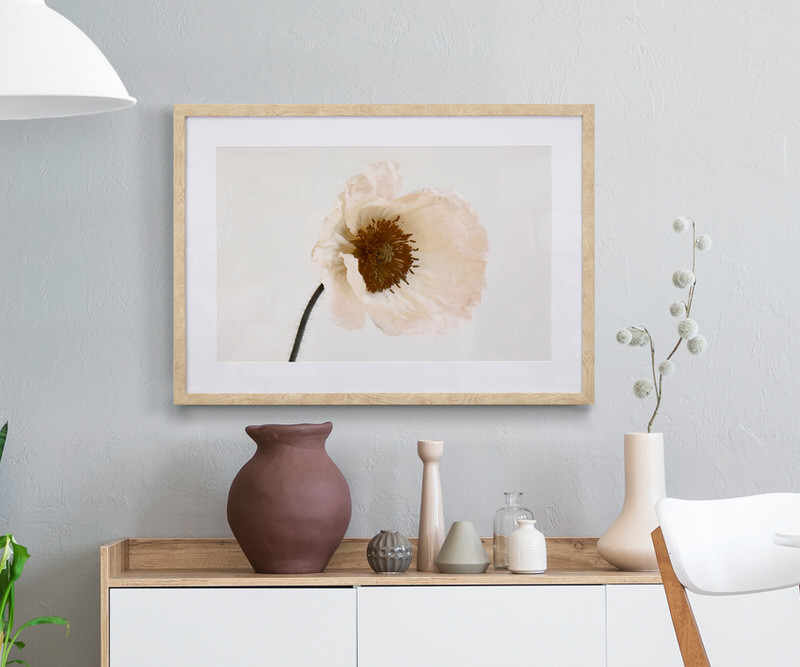 Blush Poppy Flower Framed Print
