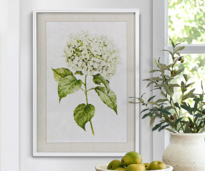 Snowball Hydrangea I Framed Print
