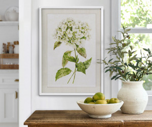 Snowball Hydrangea I Framed Print