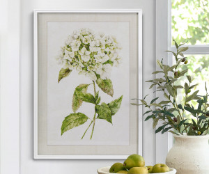 Snowball Hydrangea II Framed Print