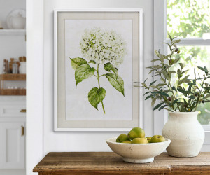 Snowball Hydrangea II Framed Print