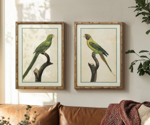 Island Parrot I Framed Print