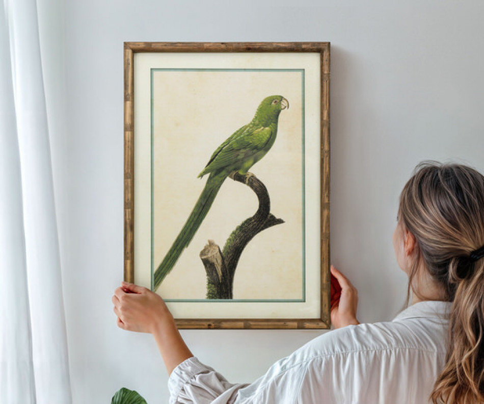 Island Parrot I Framed Print