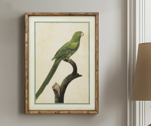 Island Parrot I Framed Print