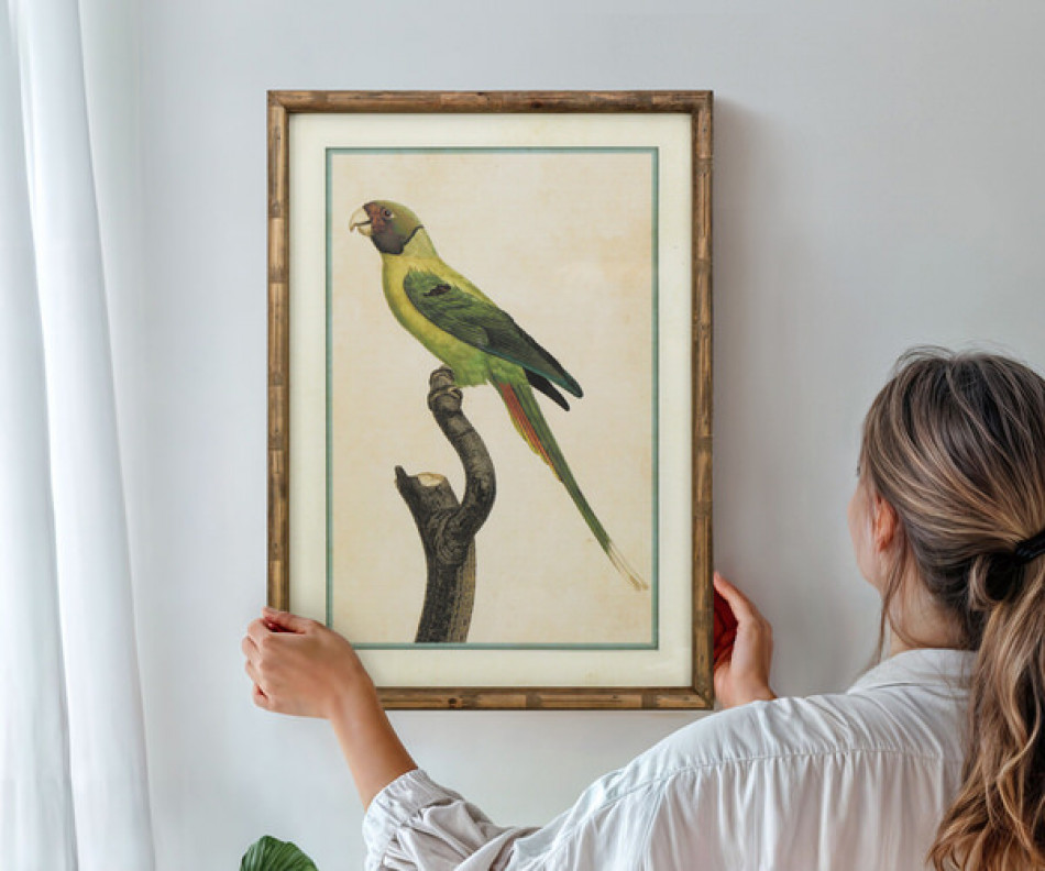 Island Parrot II Framed Print