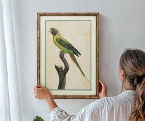 Island Parrot II Framed Print