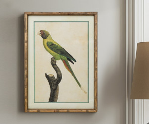 Island Parrot II Framed Print