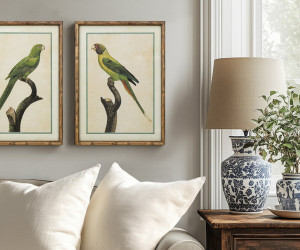 Island Parrot I Framed Print