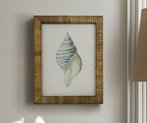 Atlantic Blue Shell I Framed Print