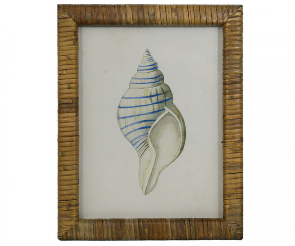 Atlantic Blue Shell I Framed Print