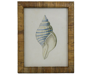 Atlantic Blue Shell I Framed Print