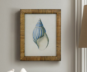 Atlantic Blue Shell III Framed Print