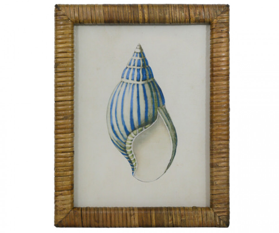 Atlantic Blue Shell III Framed Print