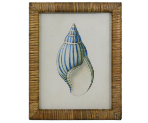 Atlantic Blue Shell III Framed Print