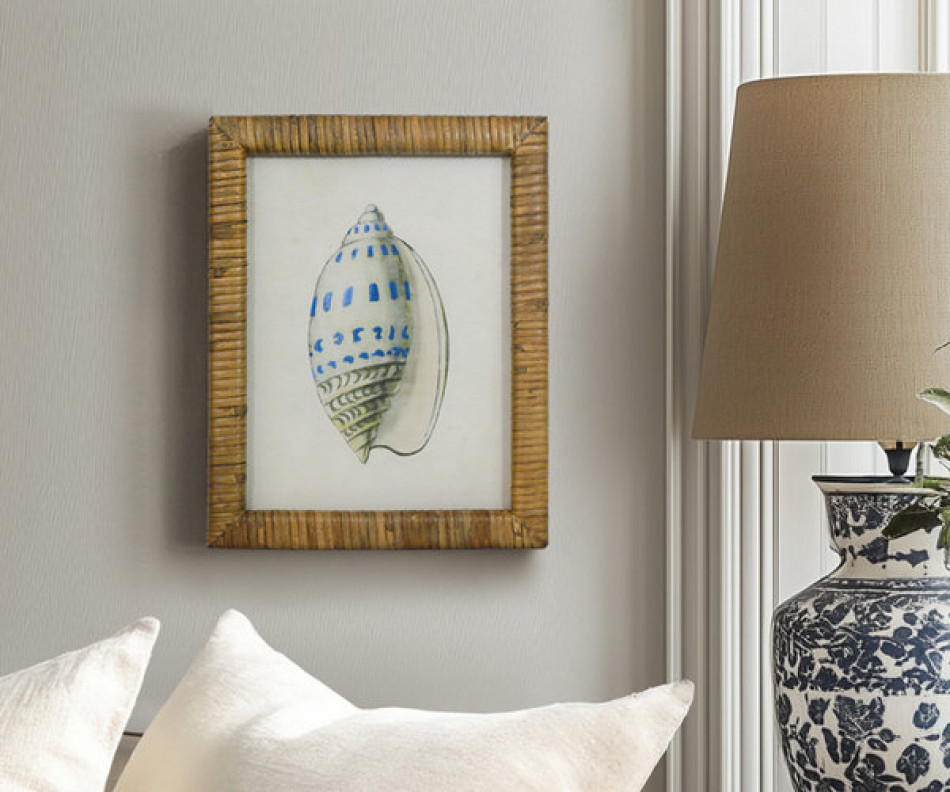 Atlantic Blue Shell IV Framed Print