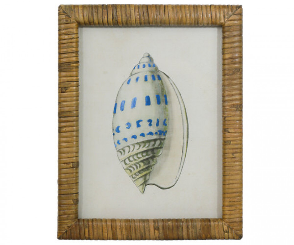 Atlantic Blue Shell IV Framed Print
