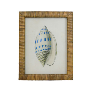 Atlantic Blue Shell III Framed Print, presented as decorative artwork for creating a focal point on a wall