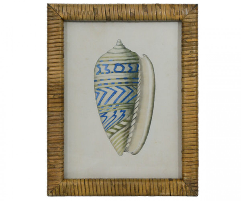 Atlantic Blue Shell II Framed Print