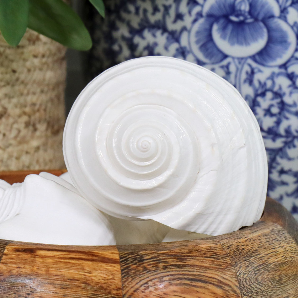 Flamenco White Shell - Tonna Shell, decorative tableware