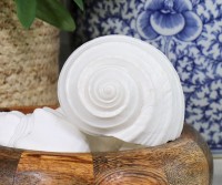 Flamenco White Shell - Tonna Shell