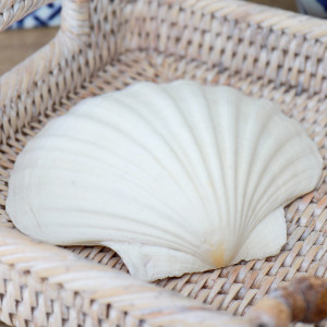 White Scallop Seashell - 10-12cm, highlighting the product's distinctive form and defining design