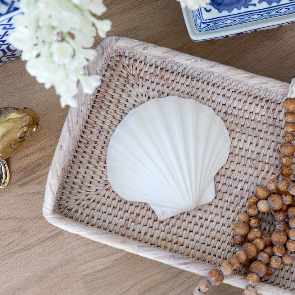 White Scallop Seashell - 10-12cm, shown as a standalone product for clear identification