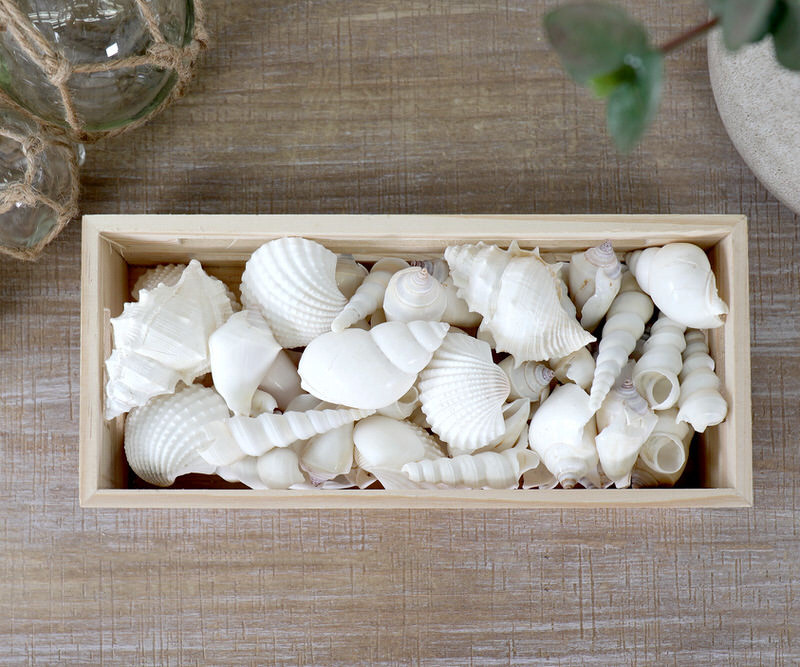 Stangate White Sea Shells in Crate