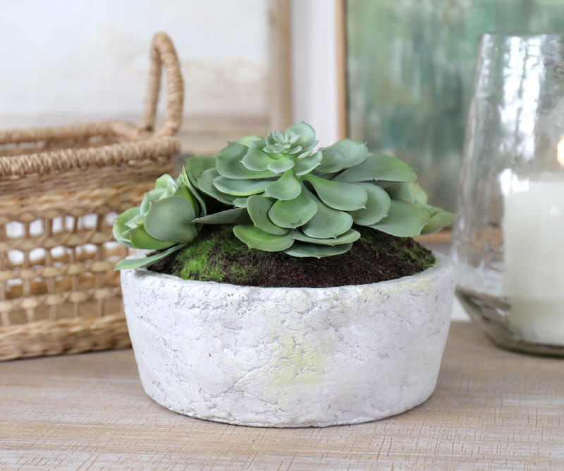 Santiago Succulents in Ceramic Pot