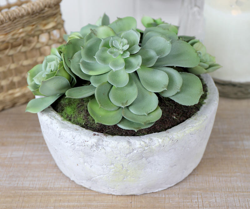 Santiago Succulents in Ceramic Pot