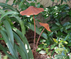 Set 3 Maya Mushroom Garden Stakes