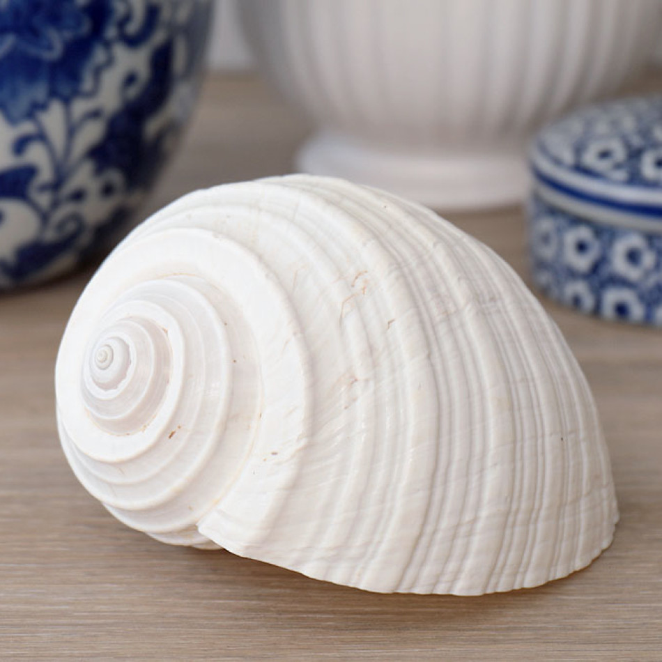 Flamenco White Shell - Tonna Shell, shown as a standalone product for clear identification