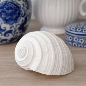 Small white natural Tonna seashell showing its rounded spiral form