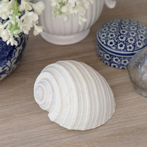 Small genuine Tonna shell shown from an alternate side