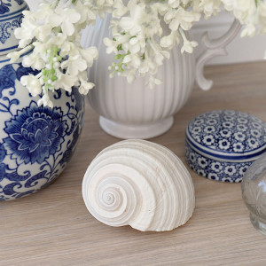 Wide view of the natural curves and surface markings of the white Tonna shell