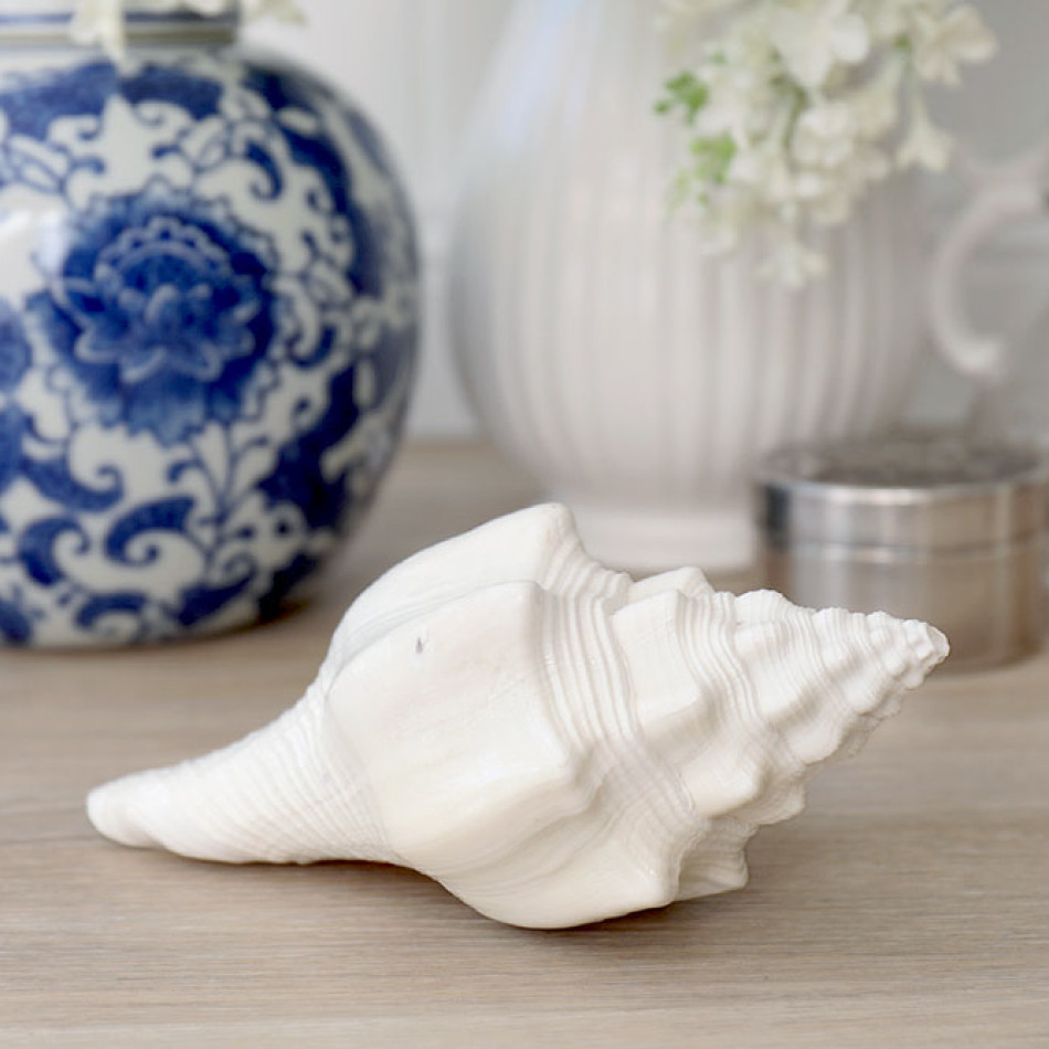 Etienne White Shell - Turbinella Angulata Shell, decorative home accessory