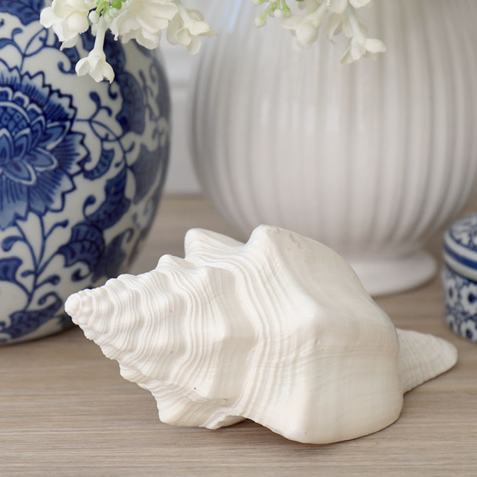 Etienne White Shell - Turbinella Angulata Shell, shown as a standalone product for clear identification